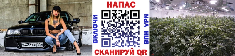 Купить где  Саяногорск  Бошки Шишки план 